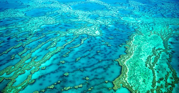 the famous coral reefs just off the coast of australia