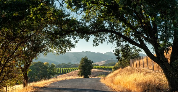 a road winds through the sonoma california valley