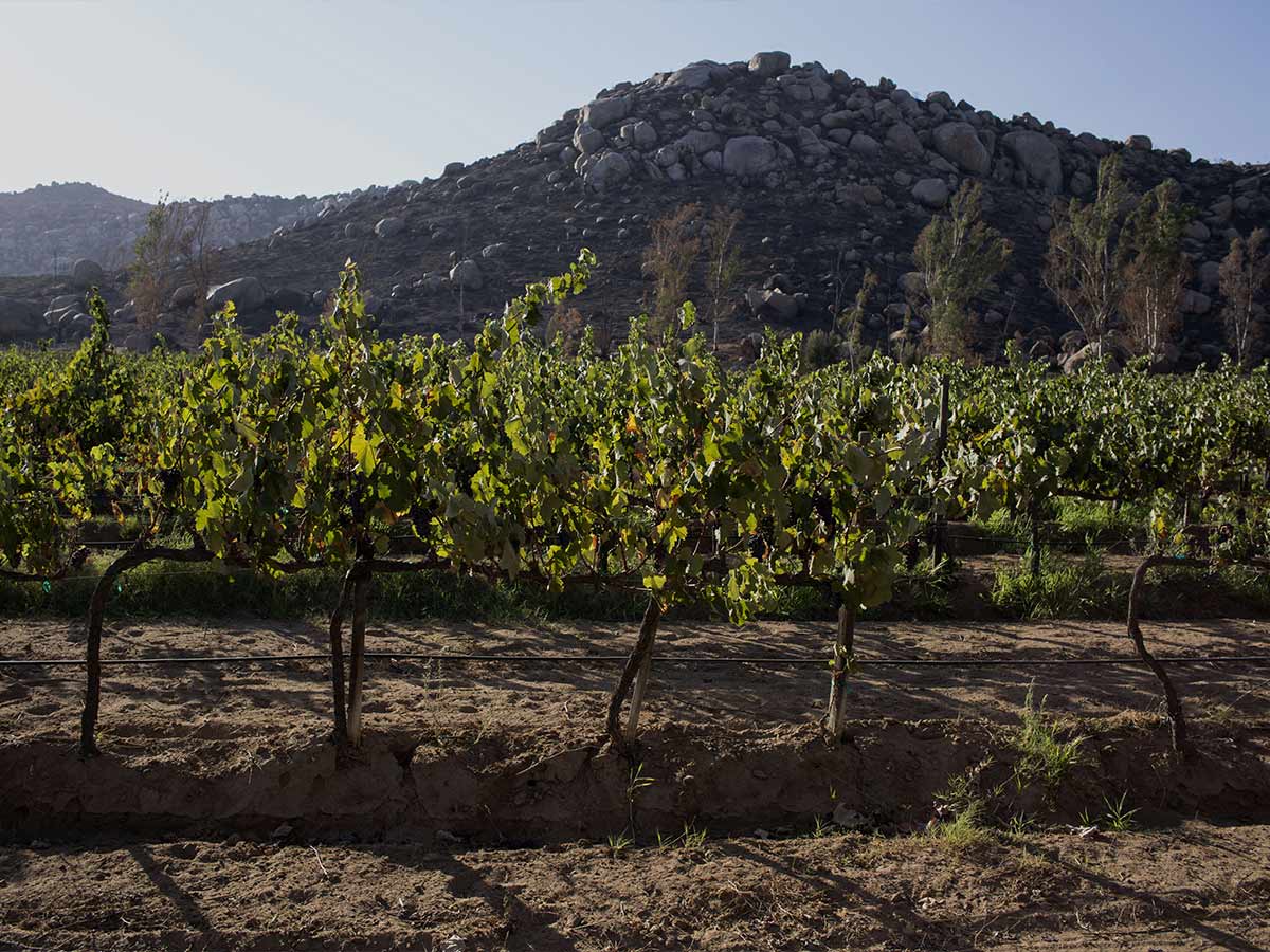Guadalupe Valley, Mexico