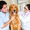 5 Tips for a Successful Vet Tech Career