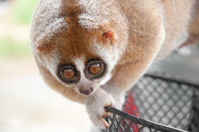 10 Cute Animals That Can Seriously Mess You Up