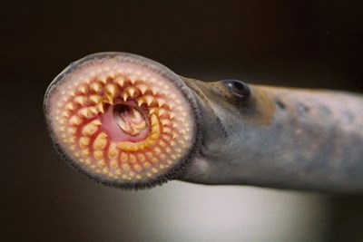 sea lamprey