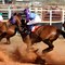 Horse Racing Online: Terms You Need to Know Before You Lay Down Cash