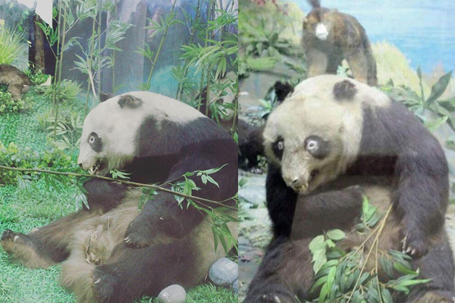 2. Made In China Panda