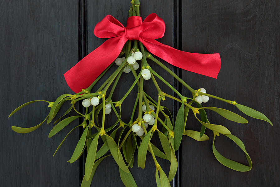 Mistletoe