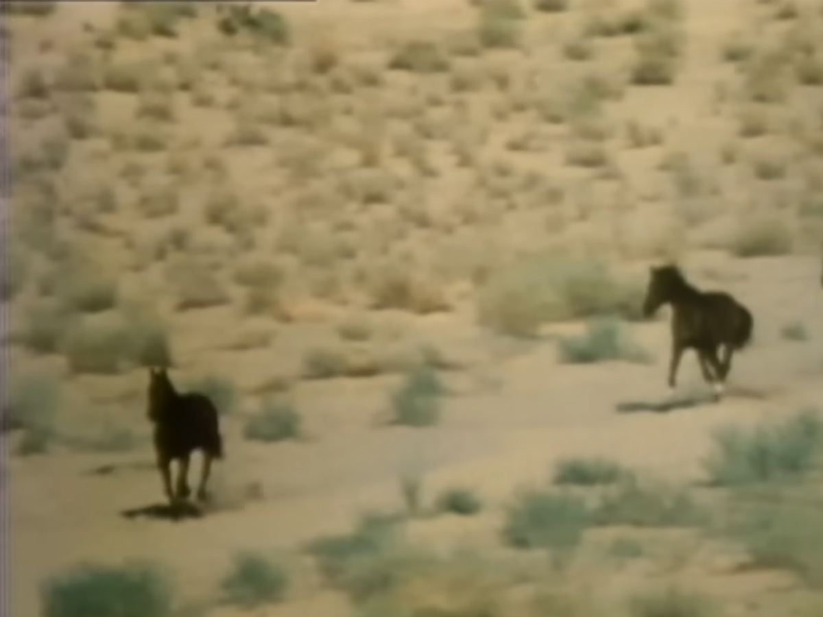 "Horse With No Name" by America (1972)