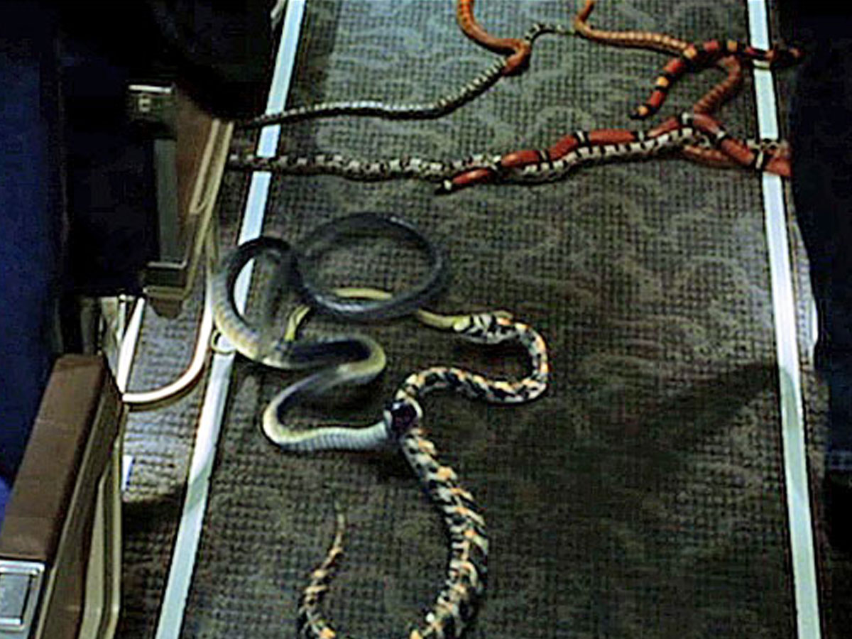 Snakes on a Plane (2006)