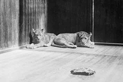 30 Bizarre Presidential Pets