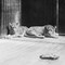 30 Bizarre Presidential Pets