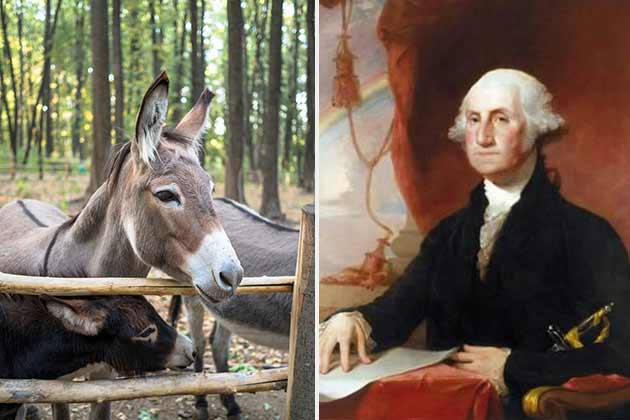 George Washington – Royal Gift the Donkey