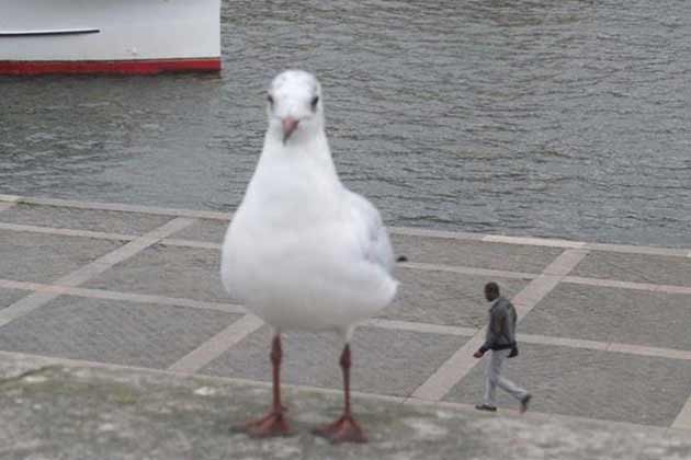 A Slight Size Difference