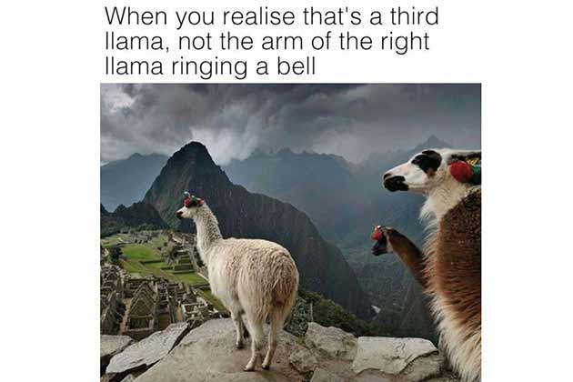 Llama Ringing a Bell