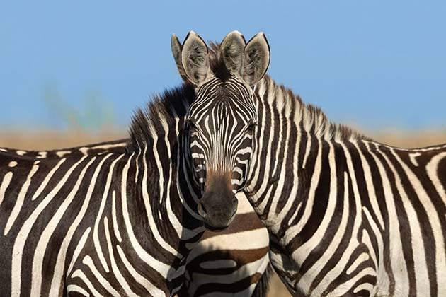 Zebra or Zebras?