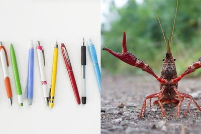 Several Pens in a row; a crayfish