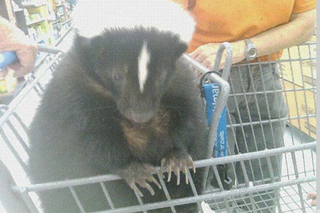 It was his first (and hopefully last) trip to Walmart. 