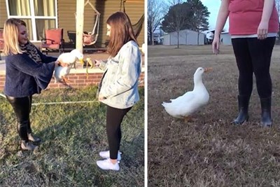 Dorothy the Duck Took This Family Under Her Wing