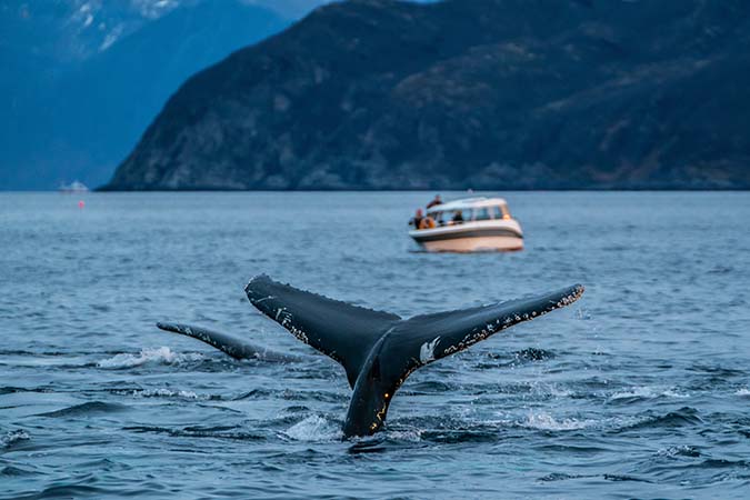 Ambergris is Illegal in Countries (Like the U.S.)