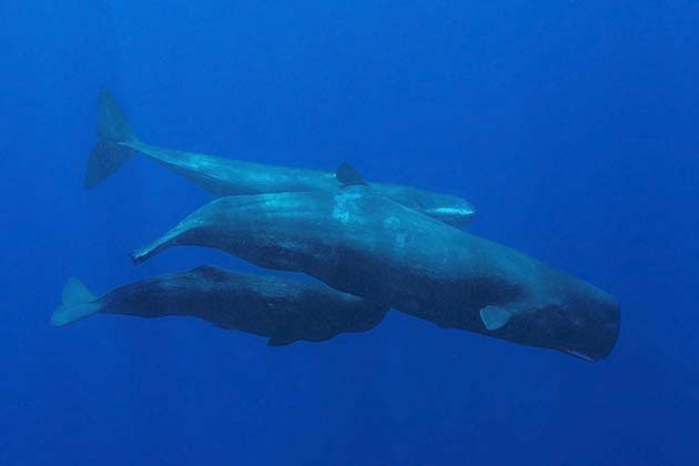 They've Got Bad Taste