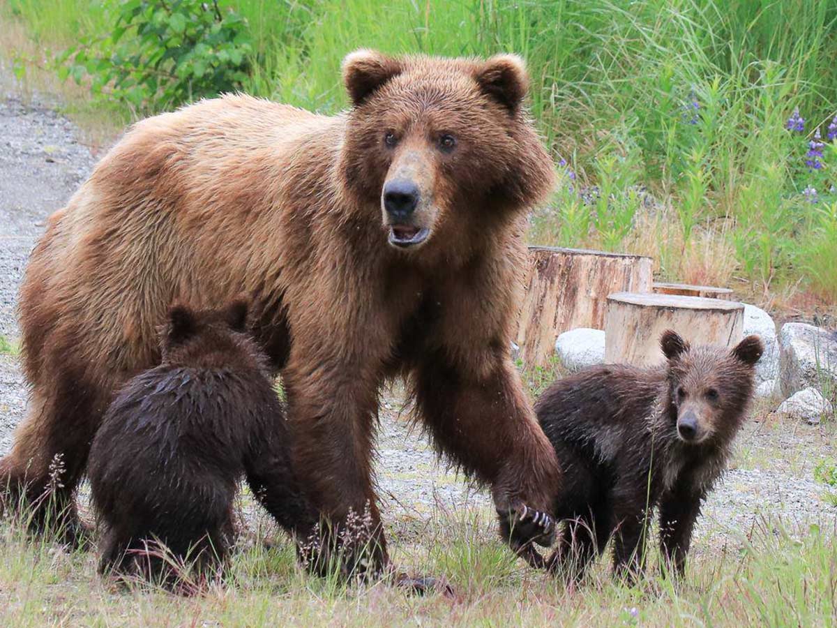 Under bear. Бурый медведь самка. Бурый медведь самец. Медведь с медвежонком. Медведь самец и самка.