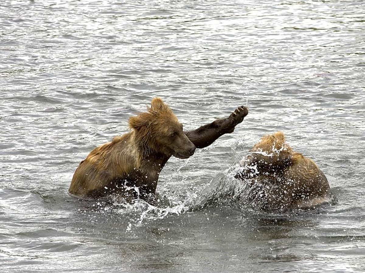 Медведь купается. Медвежонок купается. Купание медведей. Медведь бежит.