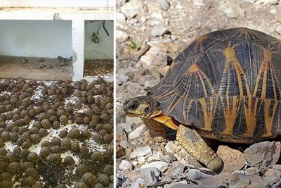 Neighbors Call Cops on Smelly House, Discover 10,000 Rare Tortoises