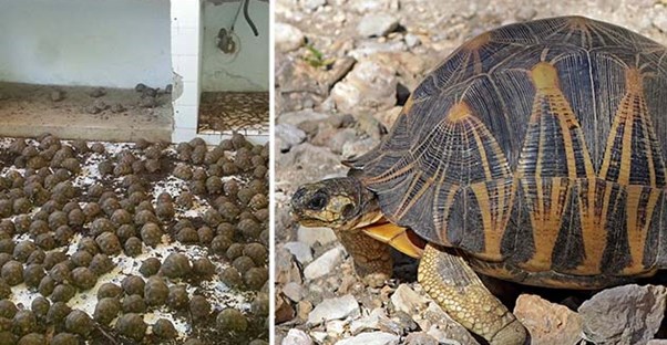Neighbors Call Cops on Smelly House, Discover 10,000 Rare Tortoises main image