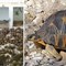 Neighbors Call Cops on Smelly House, Discover 10,000 Rare Tortoises