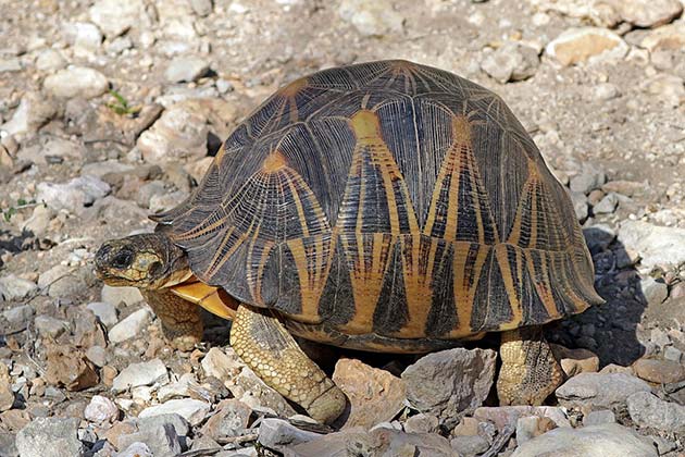 Neighbors Call Cops on Smelly House, Discover 10,000 Rare Tortoises