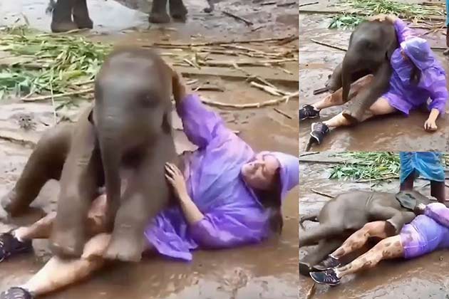 Or This Snuggly Elephant