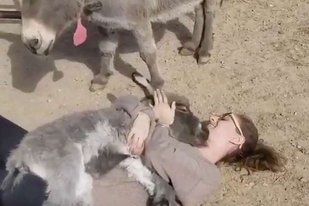 This Snuggly Donkey