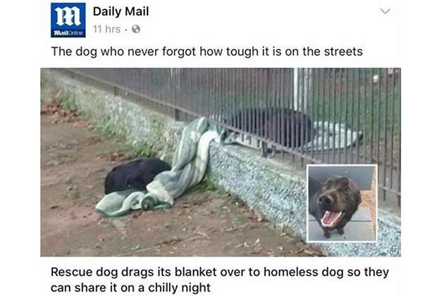 It’s Not a Dog-Eat-Dog World