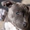 Couple Adopts a Dog, Get a Bit More Than They Bargained For