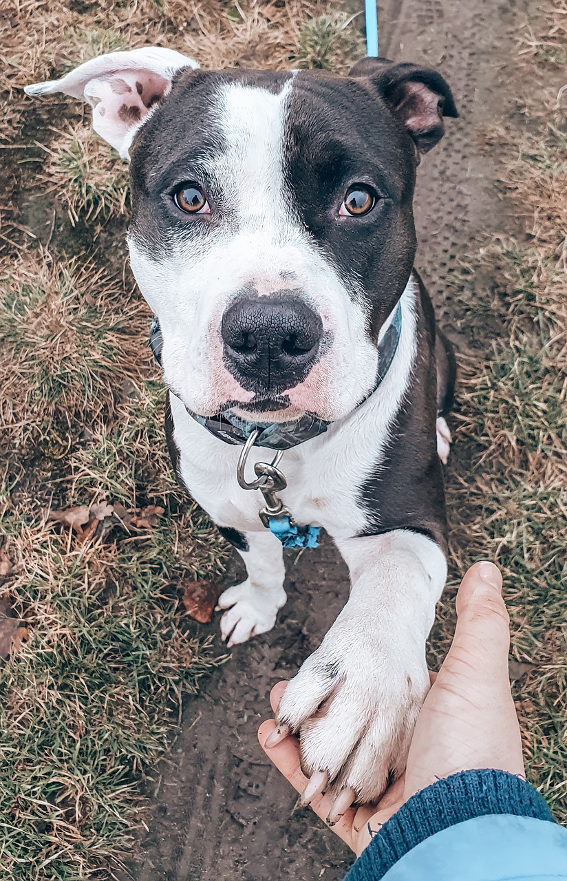 To the Shelter They Went