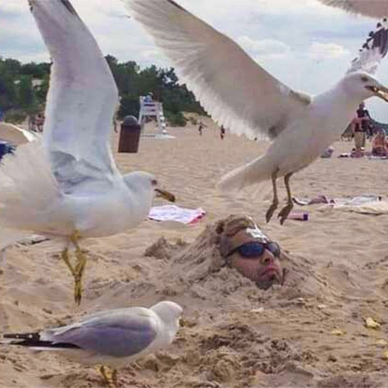 When a Seagull's Gotta Go...