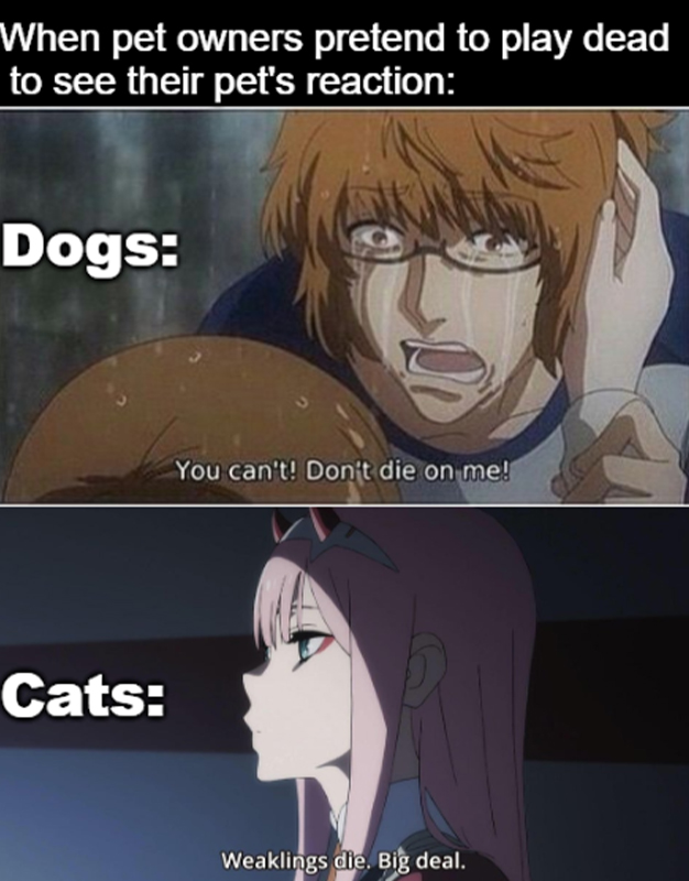 Cats Really Don't Care