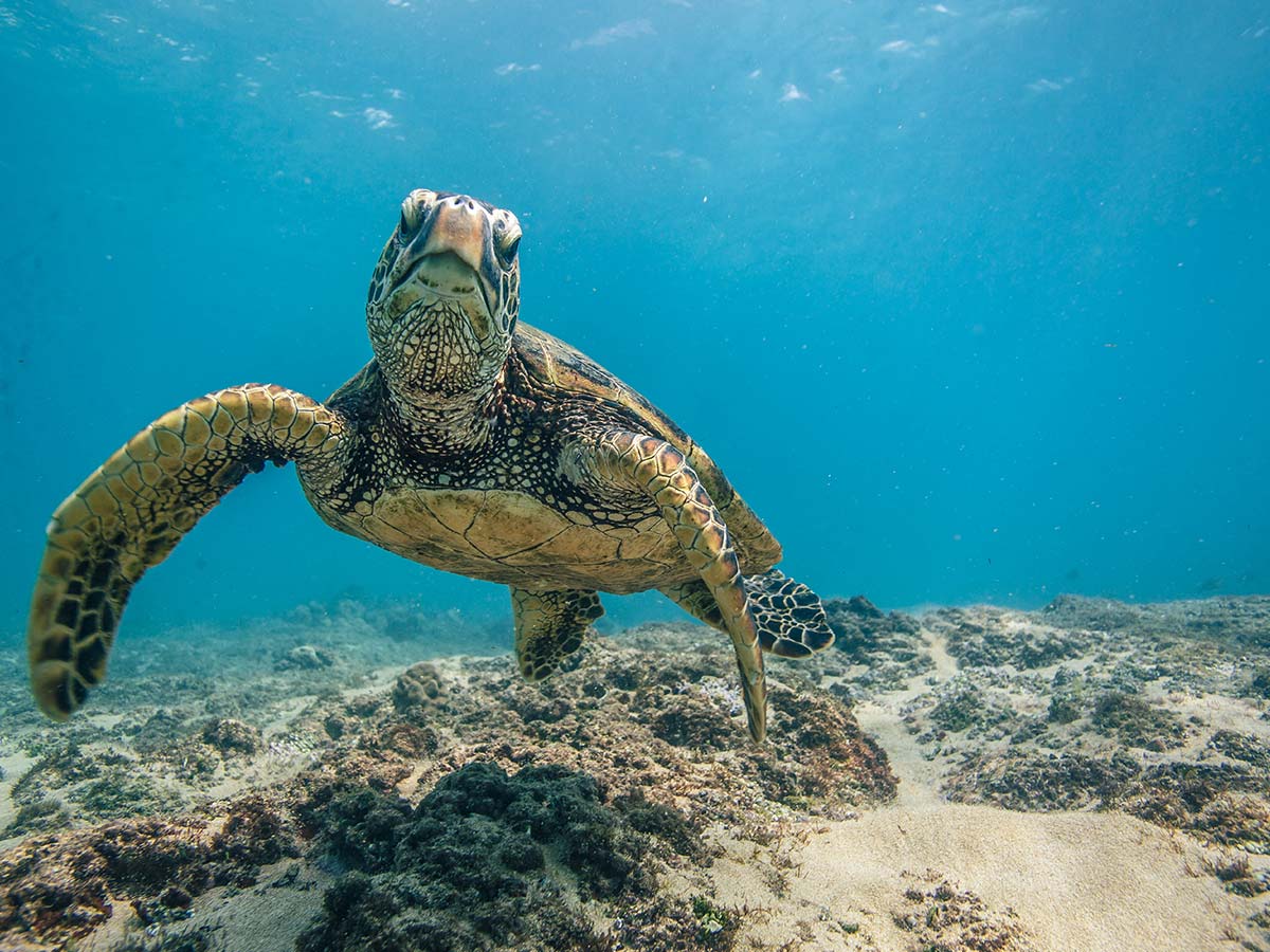 The Endangered Species Act