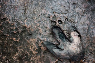 Prehistoric Fossils Found by a Science Teacher in Alabama Coal Mine