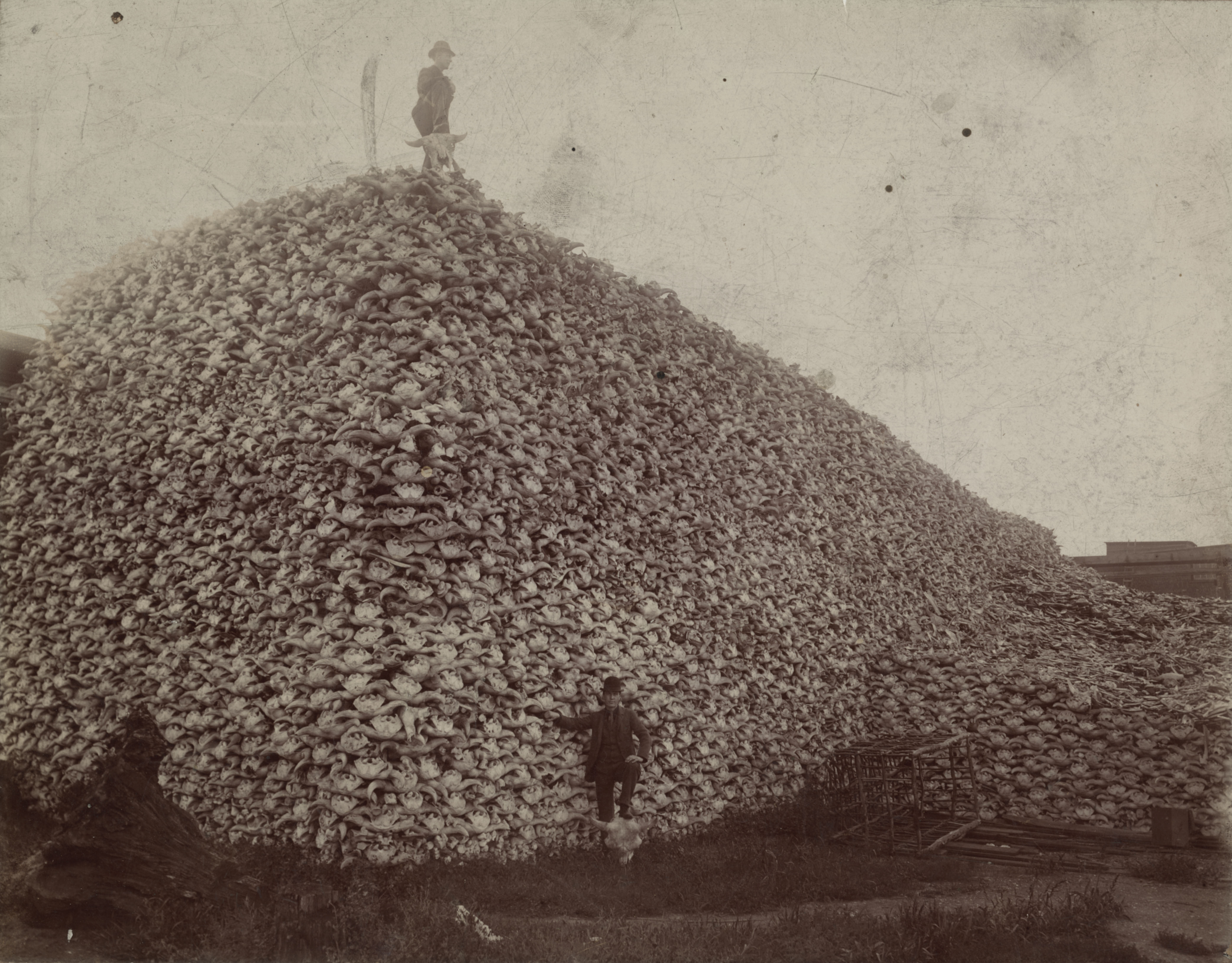 Pile of Bison Skulls, 1892