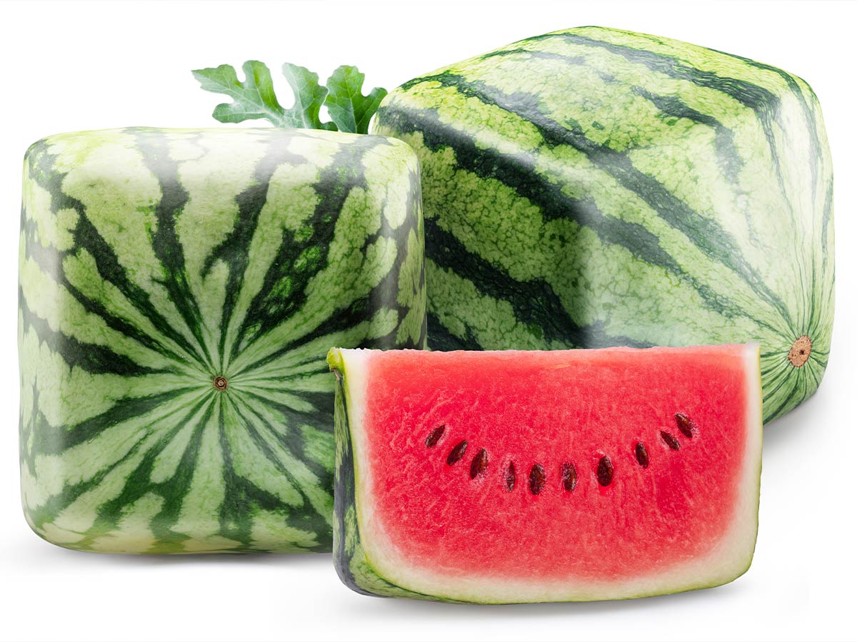 These square watermelons