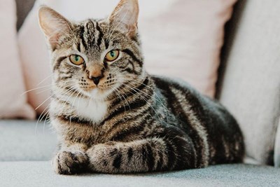 Fun Facts That Sound Too Unbelievable to Be True