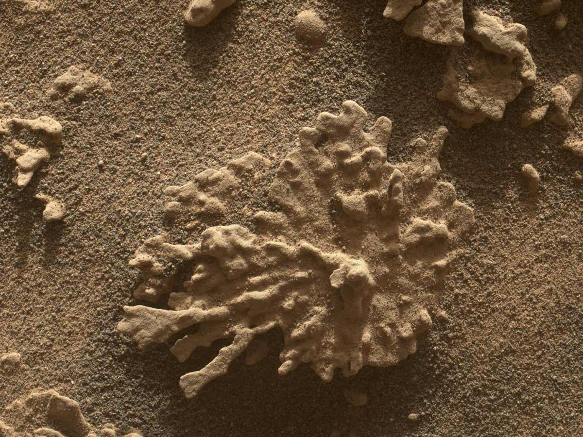 Incorrect: Vegetation