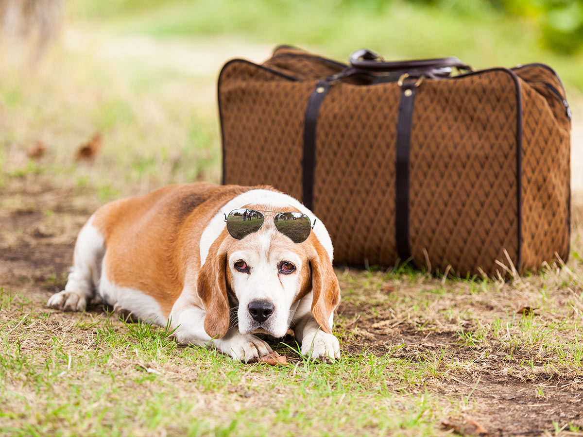 Luxury Pet Accessories