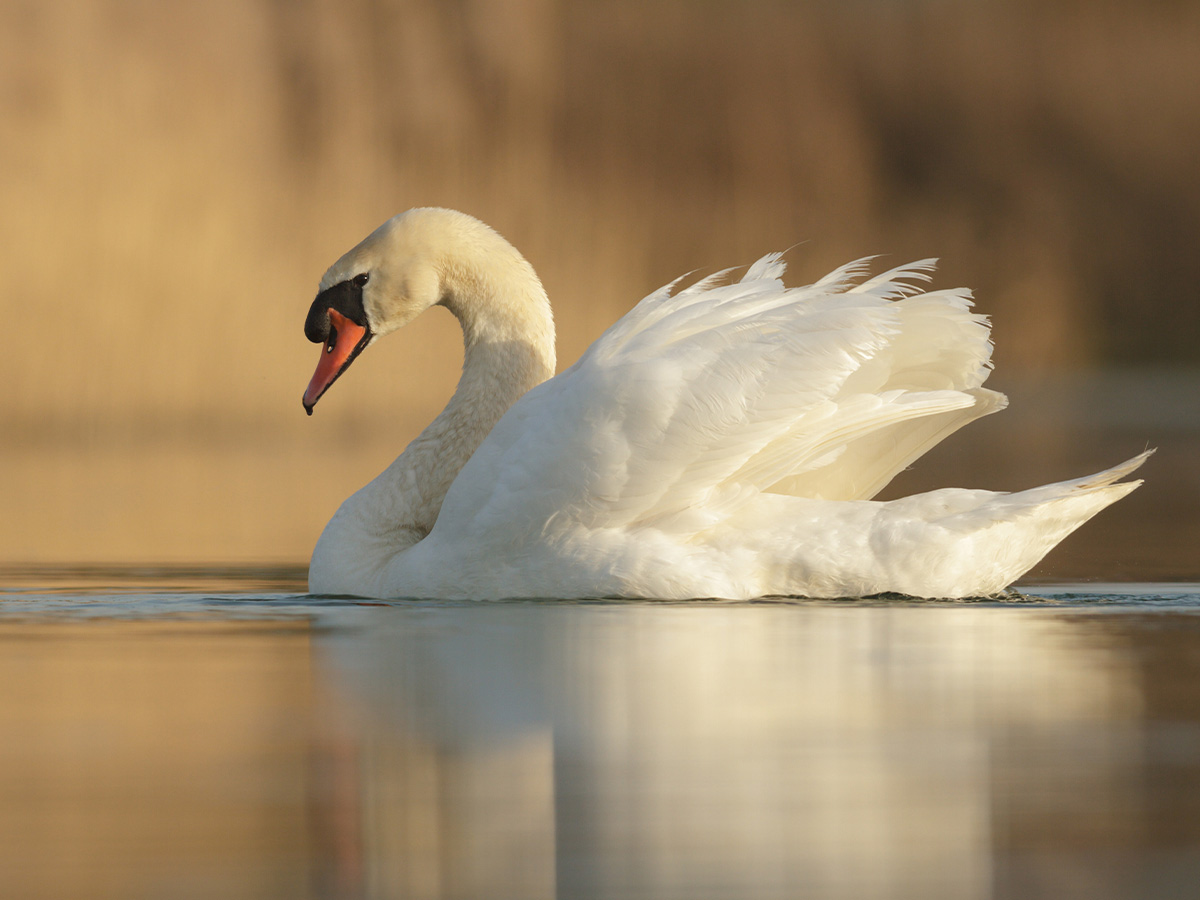 Swans Were a Delicacy