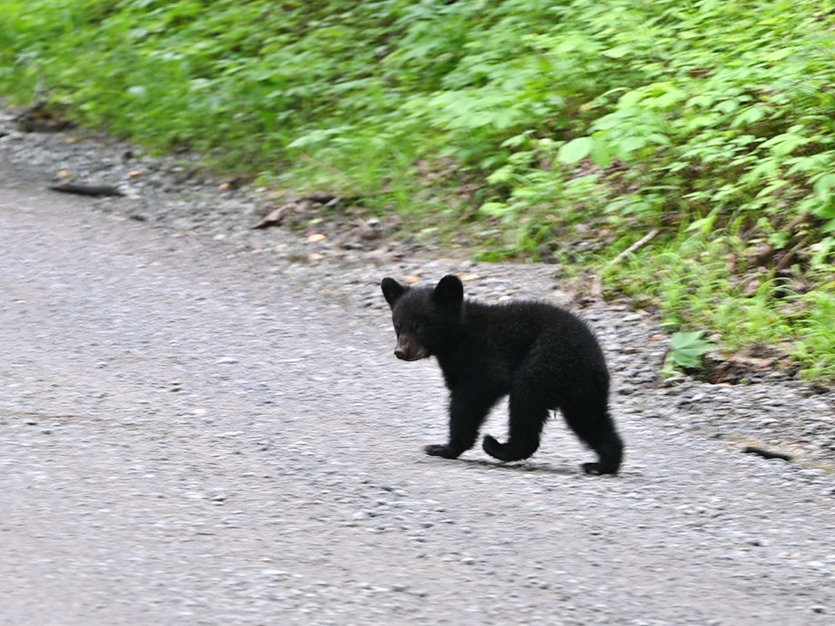  A Cub Without Its Mother