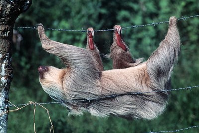 Embrace Your Inner Sloth With This Drinking Game