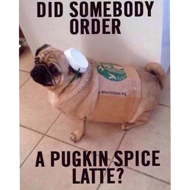 Pugkin Spice Latte