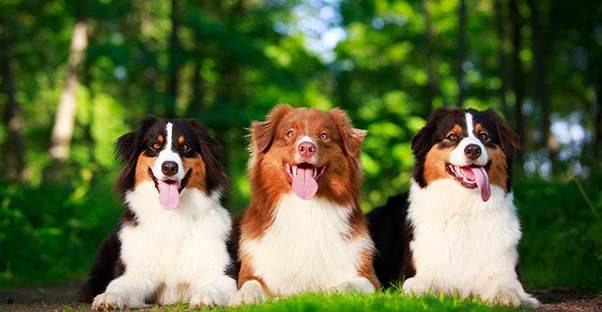 Three dogs sitting in a row in the grass