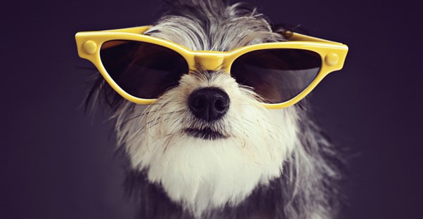 The Top 15 Freakishly Cute Designer Dogs main image