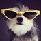 The Top 15 Freakishly Cute Designer Dogs
