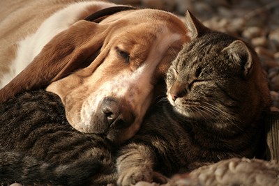 10 Reasons to Adopt an Adult Dog or Cat